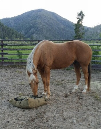Horse eating from a Hay Pillow on sandy ground