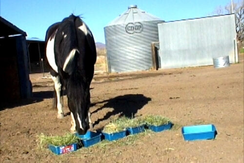 Horse eating hay from trays in palatability of hay study conducted by Katy Watts of Safergrass.org