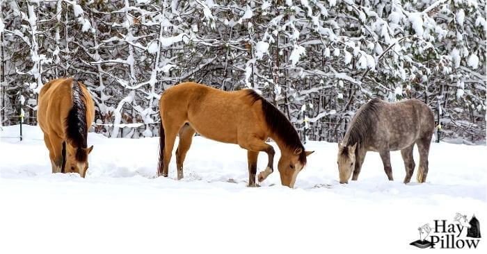Three horses eating in snow
