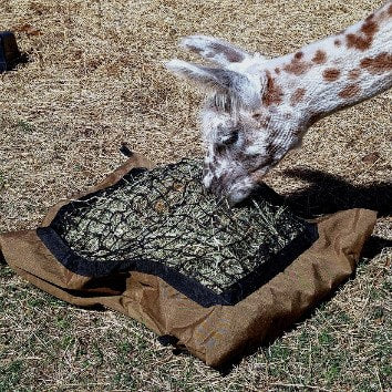 Alpaca eating hay from Standard Hay Pillow ground slow feed hay bag.