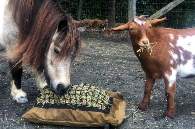Goat and miniature horse eating from a mini hay pillow feeder on the ground.