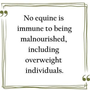 No equine is immune to being malnourished, including overweight individualsPicture