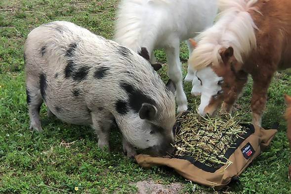 Pig and miniature horses eating hay from slow feeder