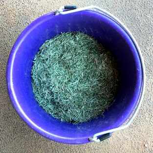 Samples of hay in bucket; testing your hay