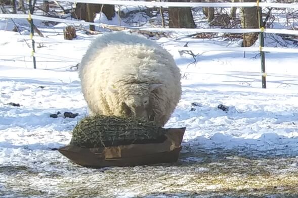 Sheep in snow eating hay from slow feeder 