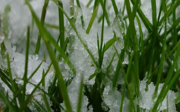 Frozen grass restricts plant growth resulting in higher nitrate levels