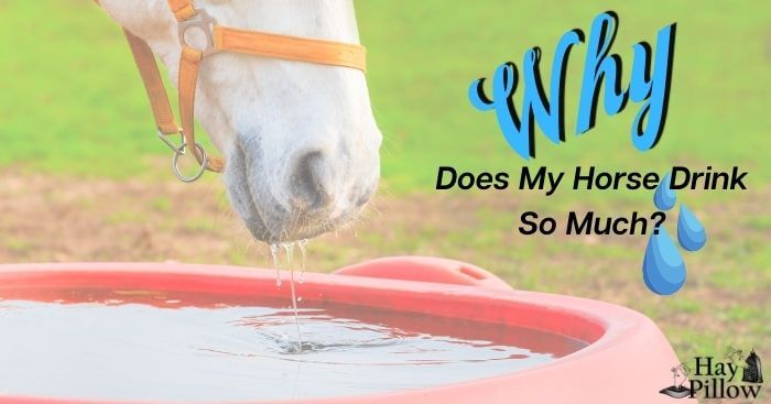 Horse drinking water