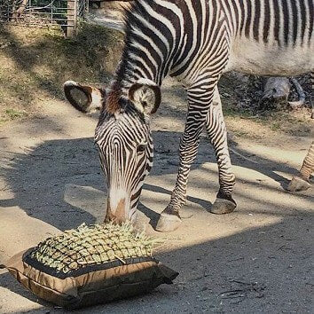 Zebra eating hay from Mini Hay Pillow slow feeder.